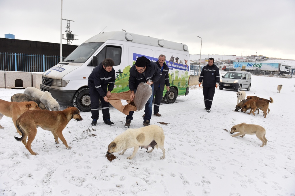 Ankara büyükşehir belediyesi kurtuluş evcil hayvanlar sağlık merkezi